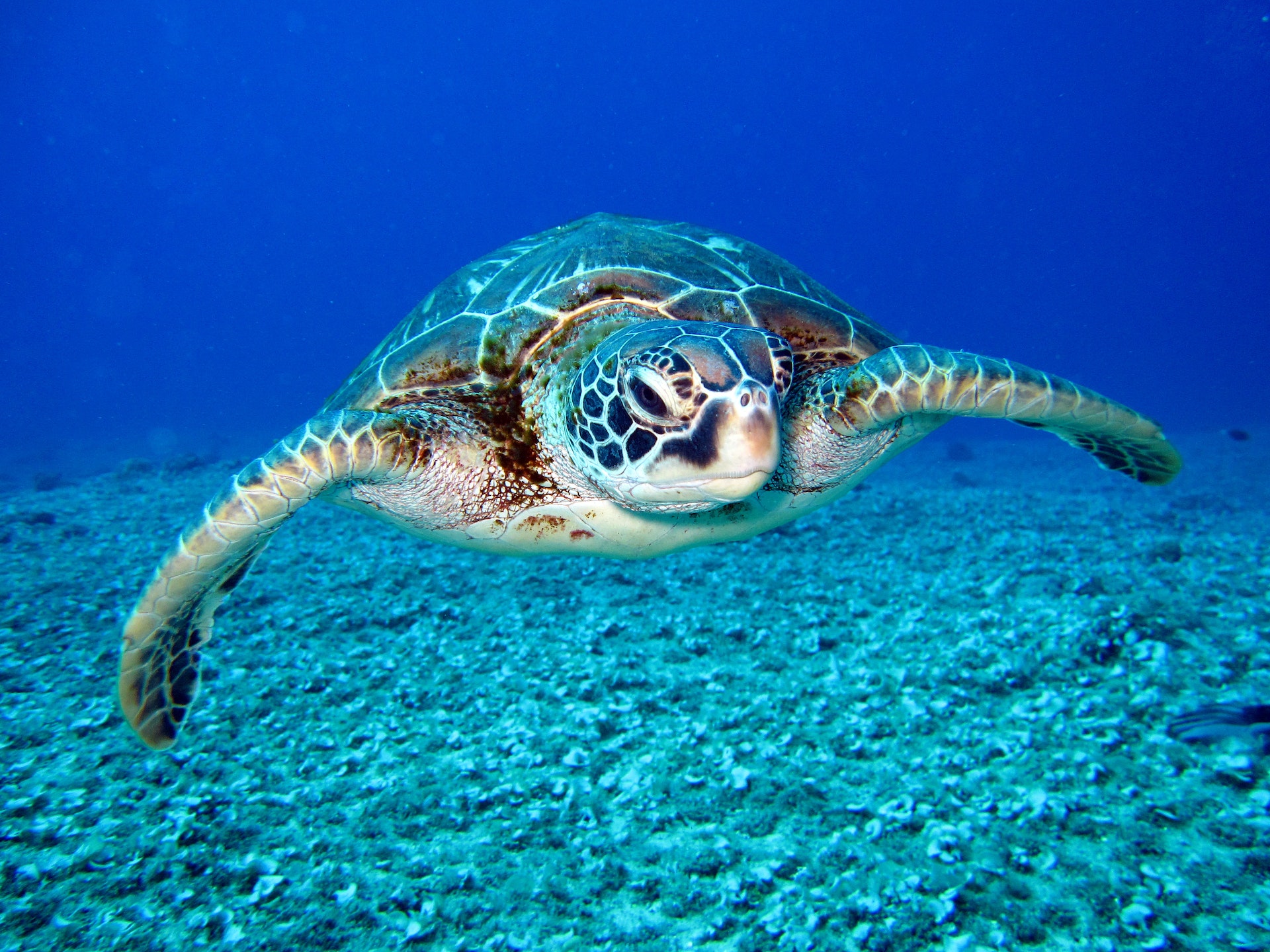 tortugas cozumel