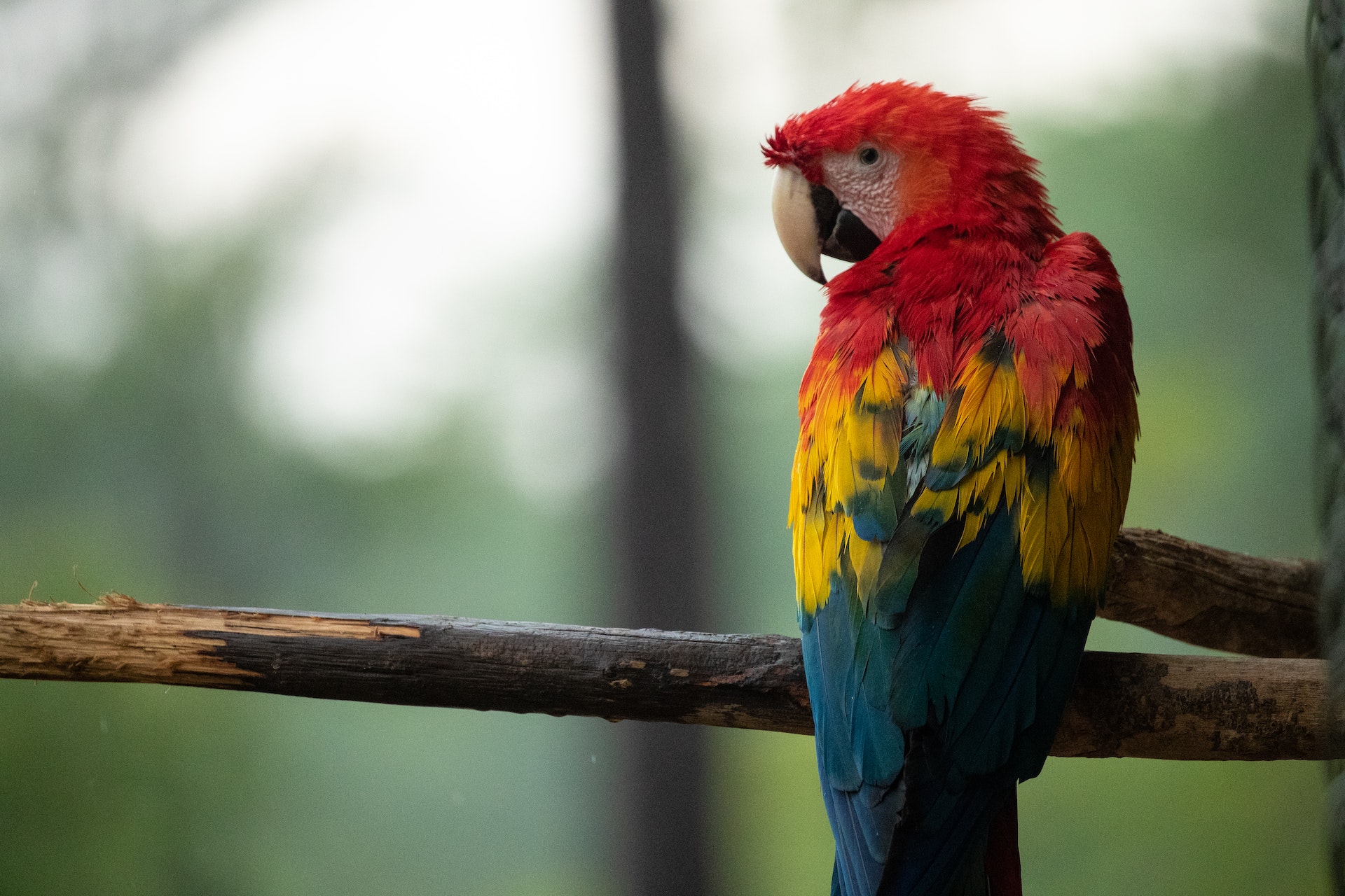 tucan nosotros lakam quintana roo